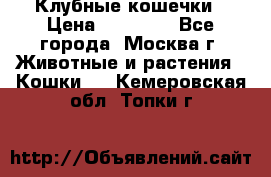 Клубные кошечки › Цена ­ 10 000 - Все города, Москва г. Животные и растения » Кошки   . Кемеровская обл.,Топки г.